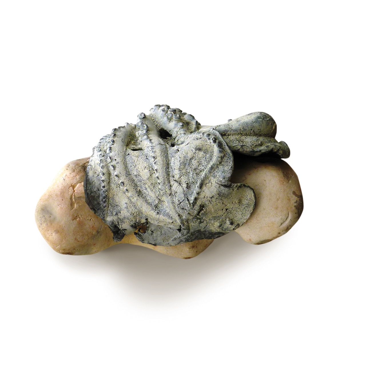 Rock Octopus I (2015)